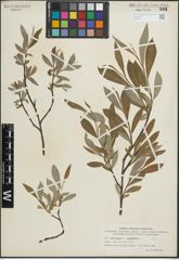 Foto von Salix glauca L. x Salix phylicifolia L.